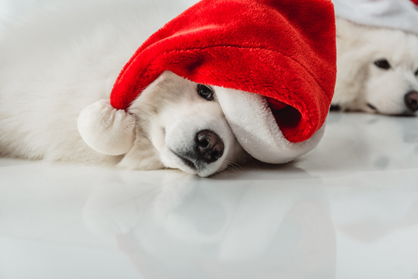 chiens moelleux dans des chapeaux de Père Noël
 - Photo, image