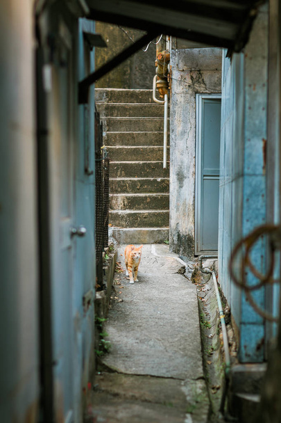 Stray cat in a small town - Фото, зображення