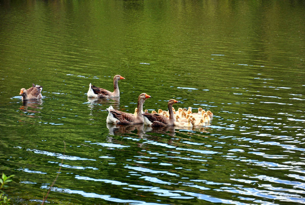 gansos flotando en un río con goslings
 - Foto, Imagen