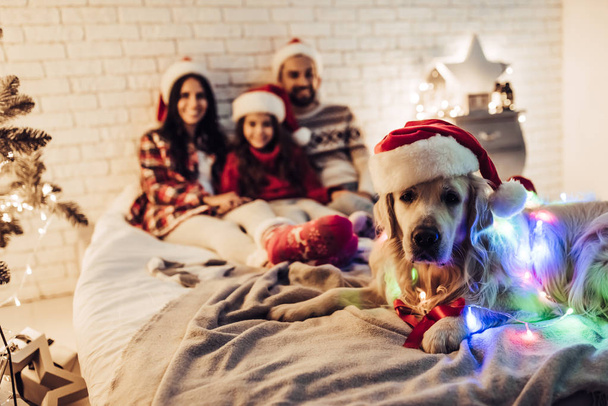 Family with dog on New Year's Eve - 写真・画像