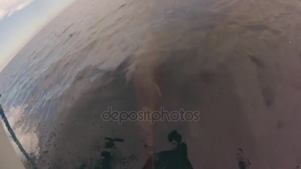 Gruppo di delfini che saltano
 - Filmati, video