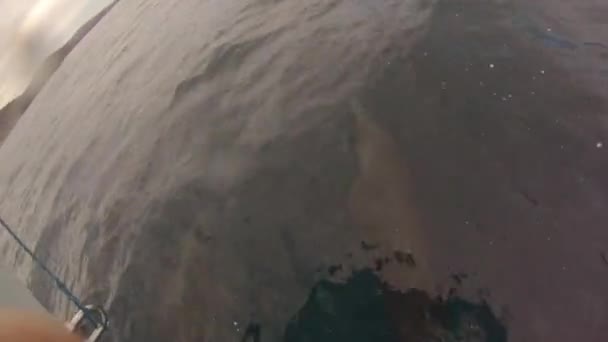 Delfiinit hyppääminen Baja Kaliforniassa
 - Materiaali, video