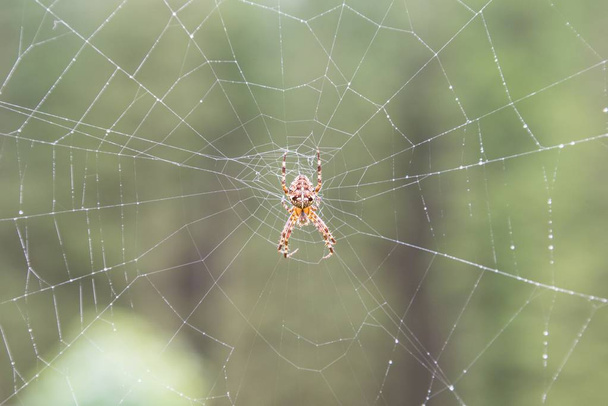 Closeup of a garden spider in her spider web - Foto, afbeelding