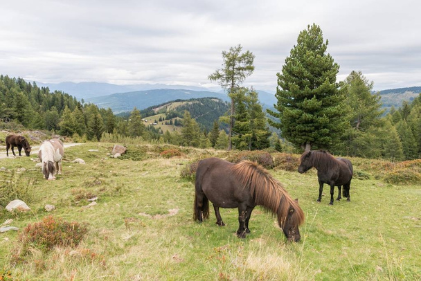 Pferde und Pony auf einer Koppel, Österreich - Foto, Bild