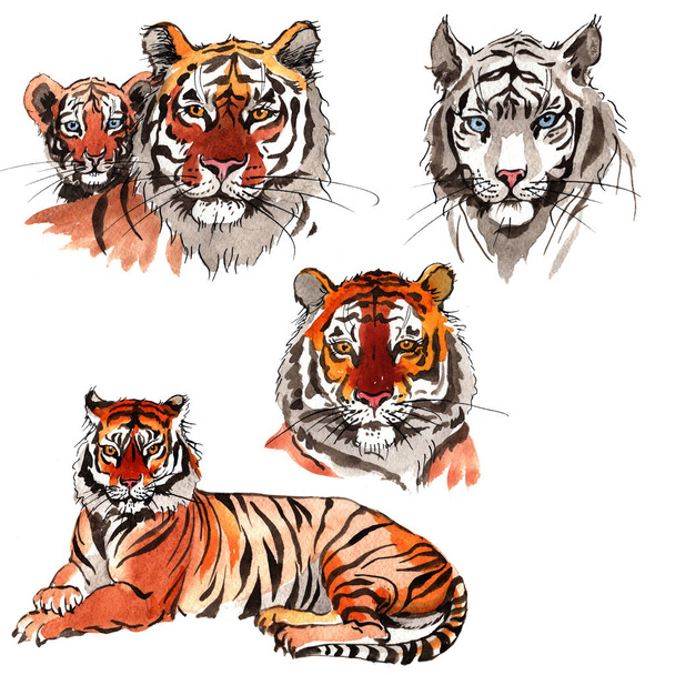 Tigre exótico em um estilo aquarela
 - Foto, Imagem