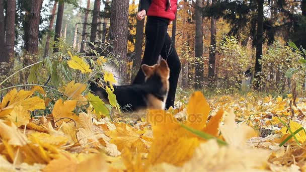 Nainen ja hänen koiransa kävelevät syksyllä metsässä. Koira Welsh Corgi Pembroke suorittaa joukkue ja tekee temppuja
. - Materiaali, video