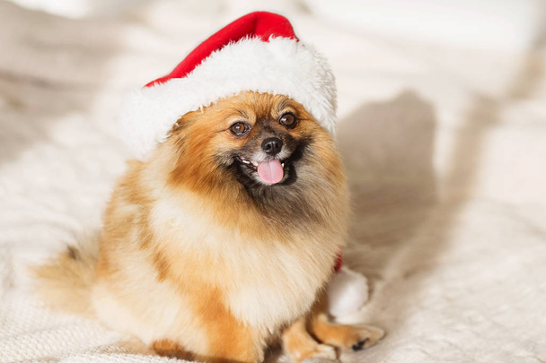 Christmas dog. happy new year card 2018 with the year dog symbol - Foto, Bild