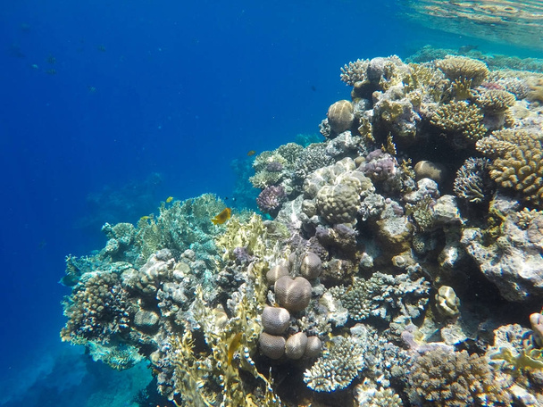 Mundo subaquático do Mar Vermelho no Egito
 - Foto, Imagem