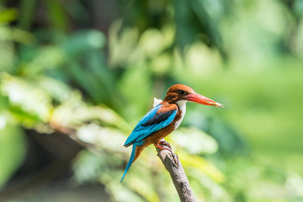 Vogel (wit-throated Kingfisher) in een wilde natuur - Foto, afbeelding