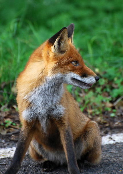 Portret van een rode vos - Foto, afbeelding