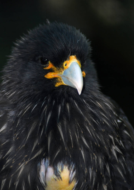 Portrait of a Striated Caracara - Photo, Image