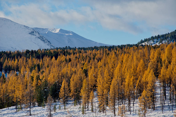 Herfst in de Altaj - Foto, afbeelding