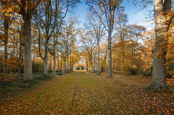 Cores de outono em uma floresta
 - Foto, Imagem