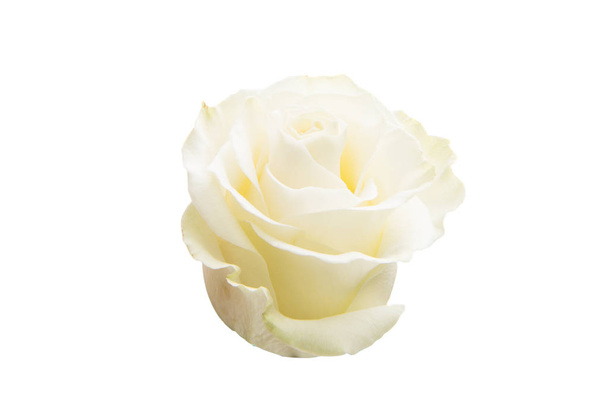 λευκό ροδαλό λουλούδι - Φωτογραφία, εικόνα