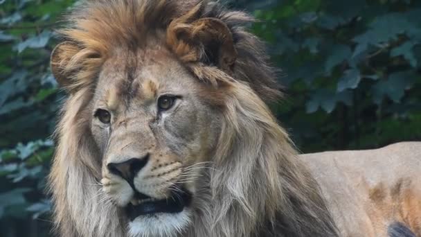 Äärimmäinen lähikuva muotokuva mies leijona haukottelu
 - Materiaali, video