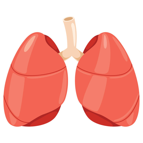 ilustração do vetor pulmonar
 - Vetor, Imagem
