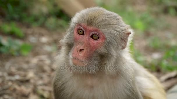 Portret van een aap in de jungle - Video