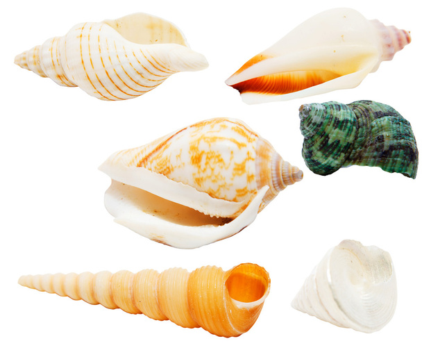 Seashells isolado com caminho de recorte
 - Foto, Imagem