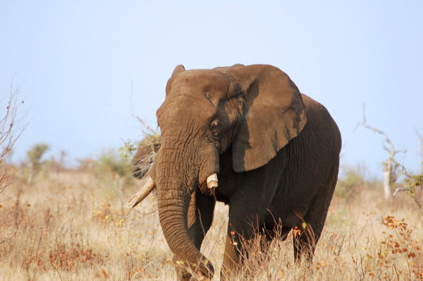 Elefantes africanos (Loxodonta Africana
) - Foto, imagen