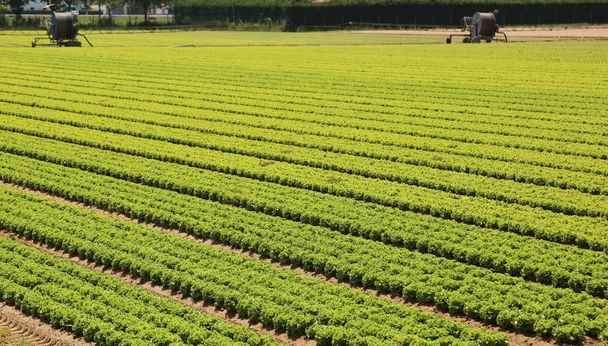 giant agricultural field with lettuce and automatic irrigation d - Photo, Image