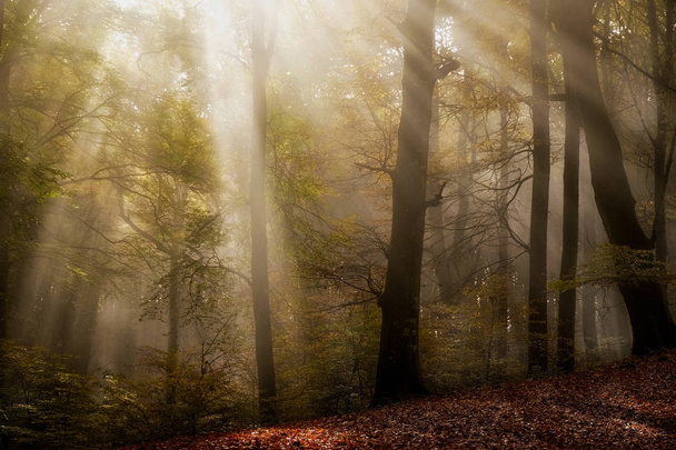 manhã enevoada em madeira nebulosa
 - Foto, Imagem