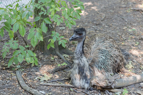 Emu sitting on ground - Фото, изображение