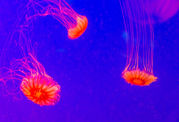 red jellyfish in Seoul Coex Oceanarium - 写真・画像