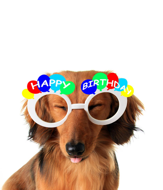 Feliz cumpleaños cachorro
  - Foto, imagen