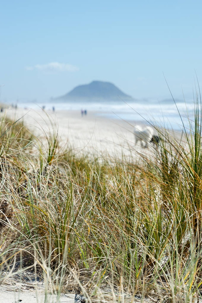 Αγρωστώδη στους αμμόλοφους σε μια παραλία - Φωτογραφία, εικόνα