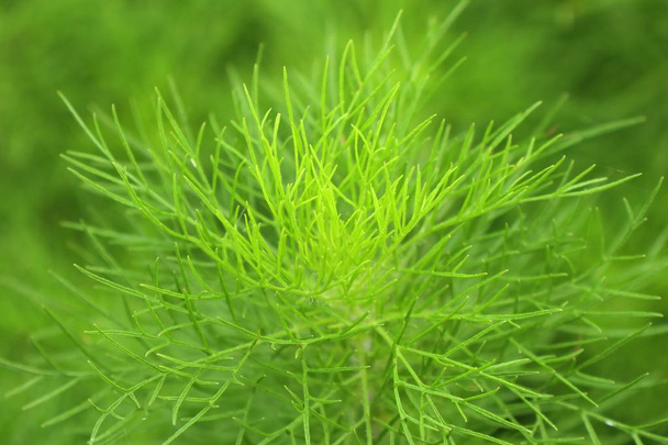 Dill herb in garden - Photo, Image