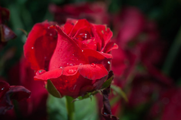 Vörös Rózsa Rózsa virág dekoráció virág piac - Fotó, kép