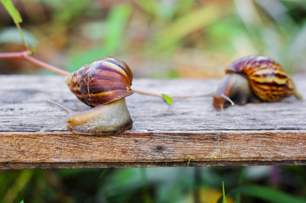 Two snails are looking for food in the garden - Photo, Image