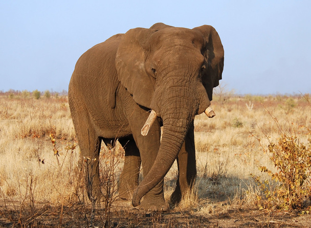 Afrika filleri - Fotoğraf, Görsel
