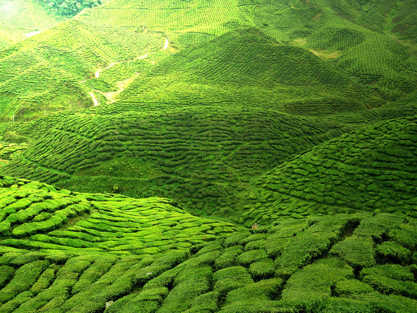Plantation de thé vert
 - Photo, image