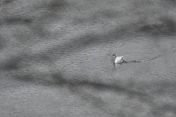 Néma hattyú. Nagy fehér vízimadár. Lebegett a tavon - Fotó, kép