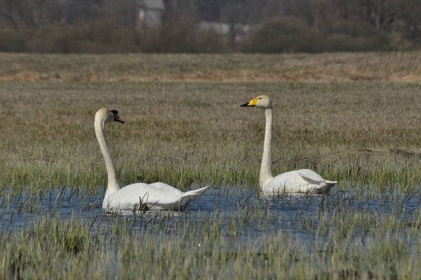 Swan mudo y Whooper nadaron. Pájaro grande de agua blanca. Flotando en el lago
 - Foto, imagen