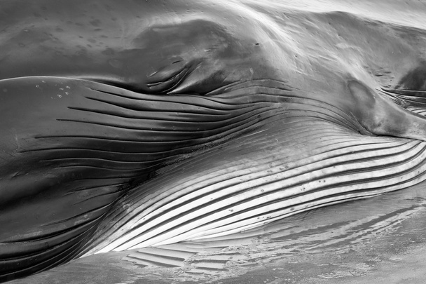 Пляжный плавниковый кит
 - Фото, изображение