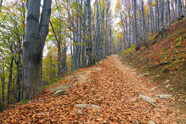 autumn forest - Foto, Imagem