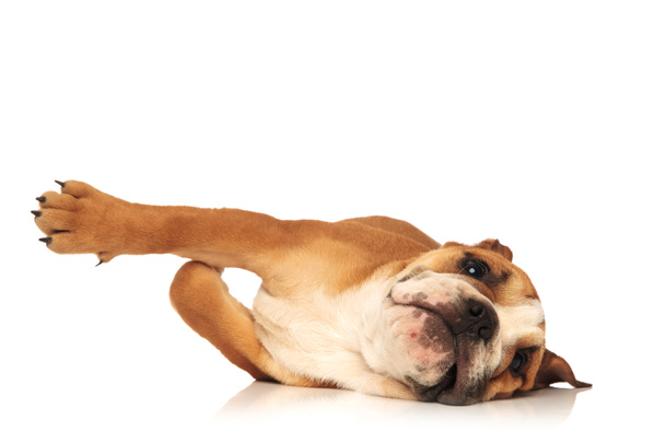 giocoso inglese bulldog cucciolo sta rotolando sul pavimento
 - Foto, immagini