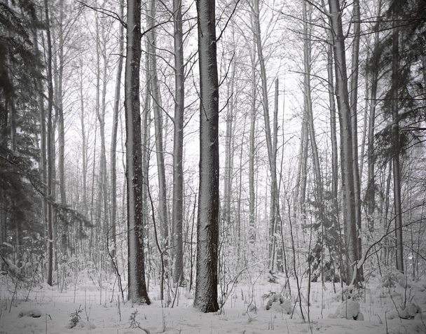 Bosque con coníferas en invierno
 - Foto, imagen