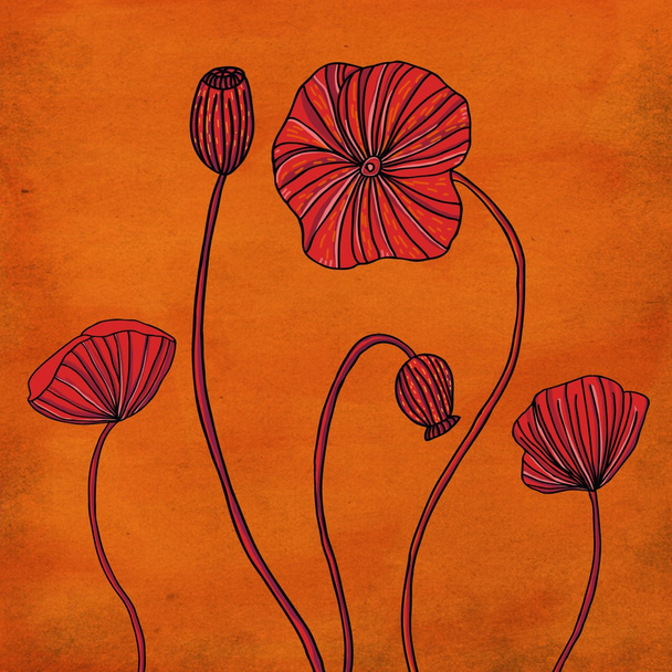 An illustration of poppy flowers blooming. - 写真・画像