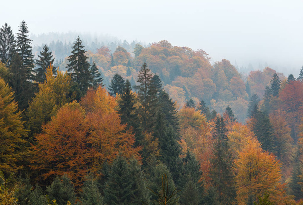 Autumn Carpathians (Ukraine).  - Фото, изображение