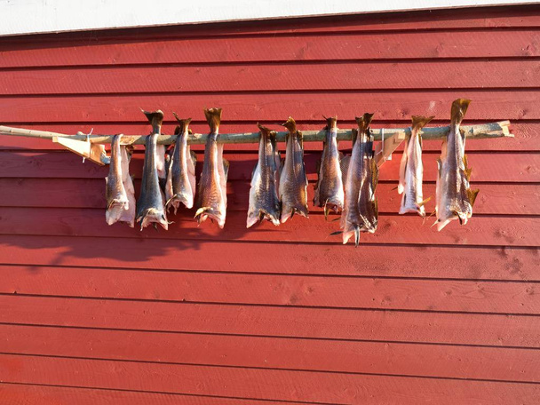 Drying of cod fishes. Unsalted codfish dried  by cold wind on wooden racks. Red traditional  house - Photo, Image