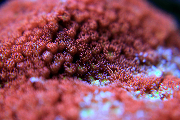Goniopora lps koral w akwarium - Zdjęcie, obraz
