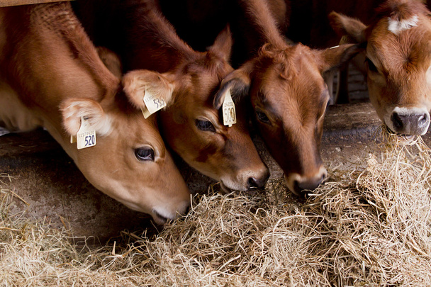 Kühe füttern - Foto, Bild
