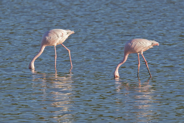 Два кормящих фламинго
 - Фото, изображение
