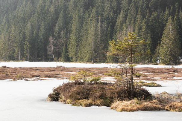 Winter landscape at the small Arbersee in Bavaria - 写真・画像