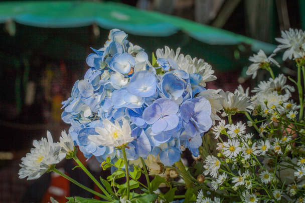 décoration de fleurs colorées au marché aux fleurs
. - Photo, image