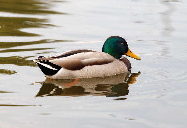 duck with green head - Photo, Image