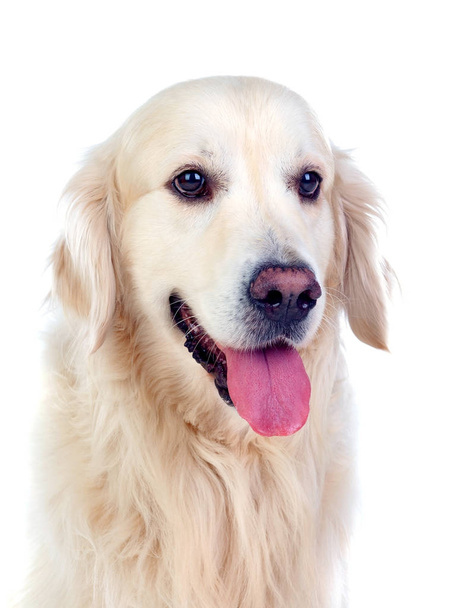 Golden Retriever dog breed  - Фото, изображение